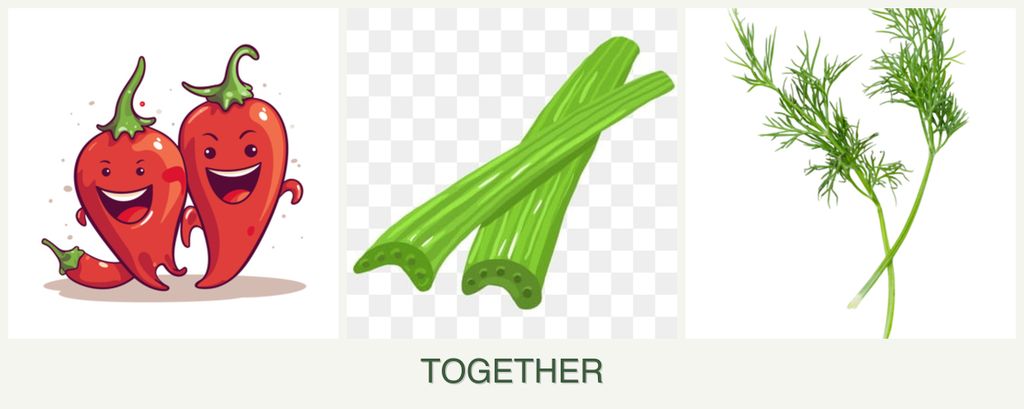 Can you plant peppers, celery and dill together?