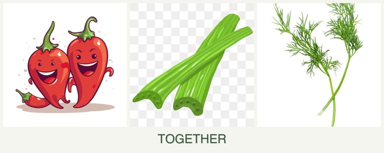 Can you plant peppers, celery and dill together?