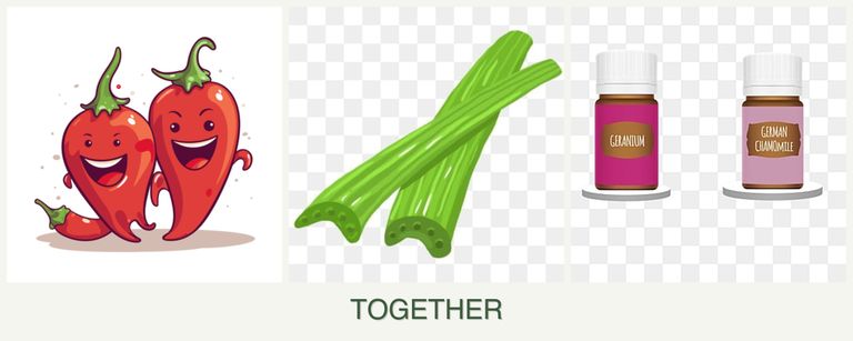 Can you plant peppers, celery and geraniums together?