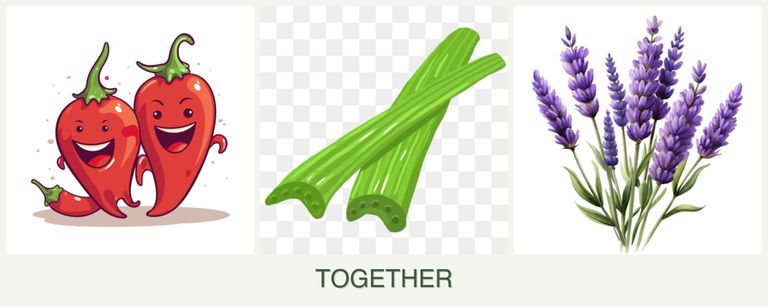 Can you plant peppers, celery and lavender together?