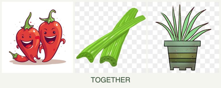 Can you plant peppers, celery and lemongrass together?