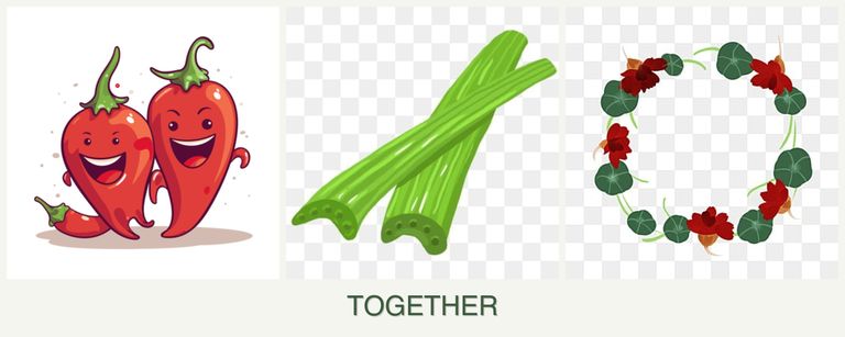 Can you plant peppers, celery and nasturtiums together?