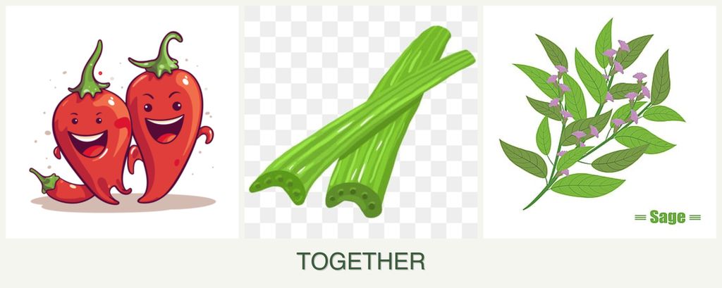 Can you plant peppers, celery and sage together?