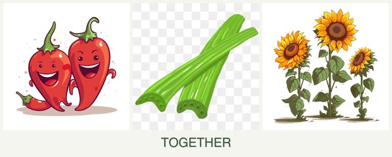 Can you plant peppers, celery and sunflowers together?