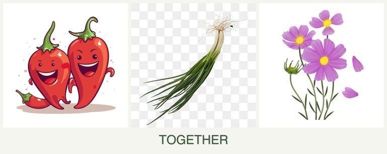 Can you plant peppers, chives and cosmos together?