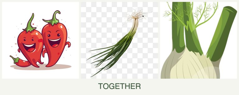 Can you plant peppers, chives and fennel together?