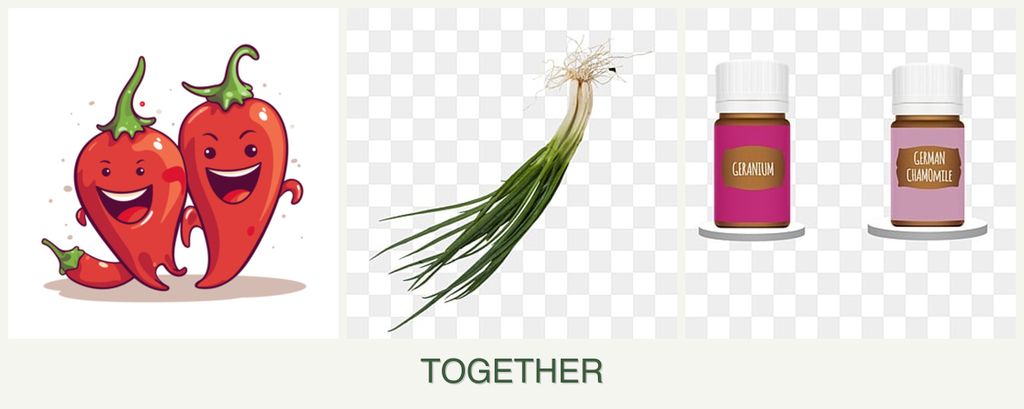 Can you plant peppers, chives and geraniums together?