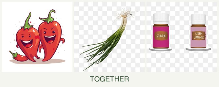 Can you plant peppers, chives and geraniums together?