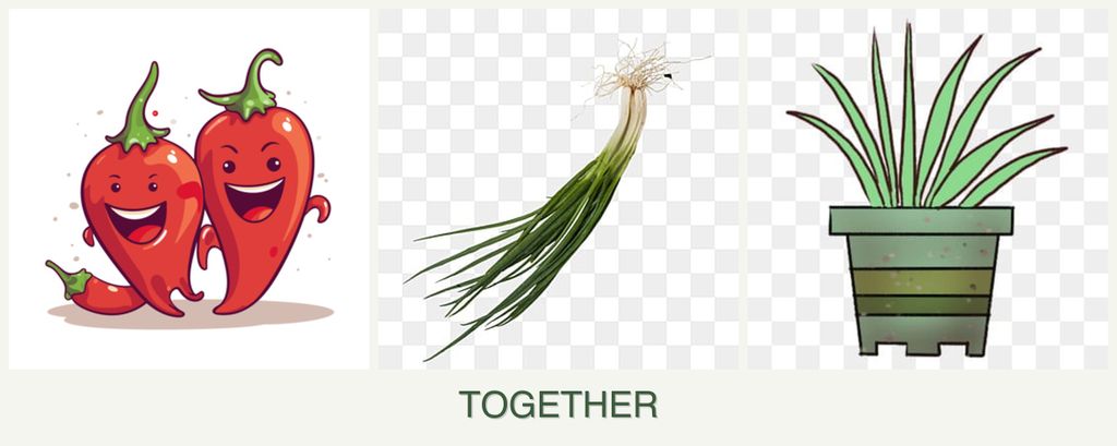 Can you plant peppers, chives and lemongrass together?