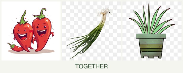 Can you plant peppers, chives and lemongrass together?