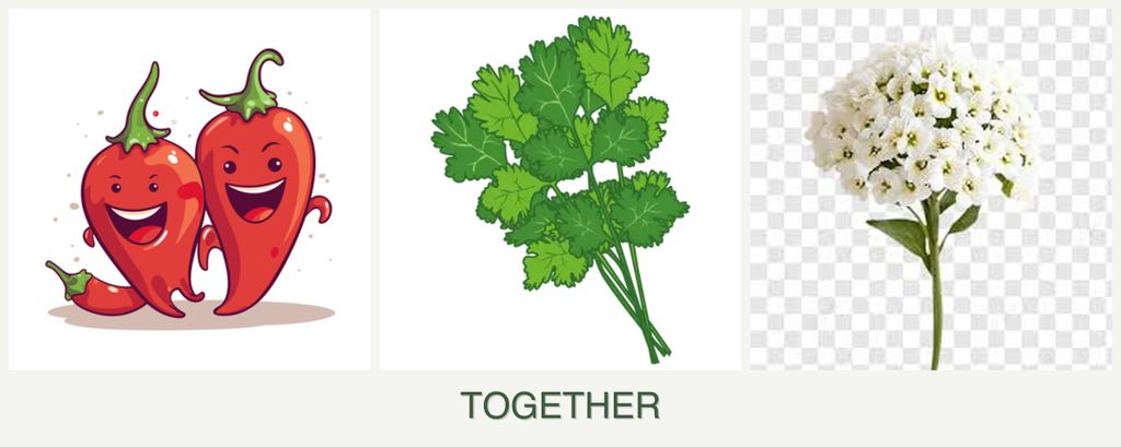 Can you plant peppers, cilantro and alyssum together?