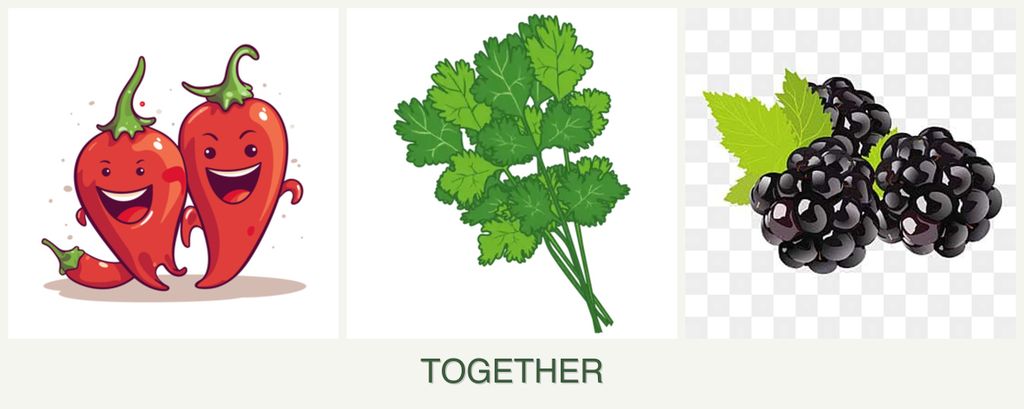 Can you plant peppers, cilantro and blackberries together?