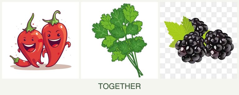 Can you plant peppers, cilantro and blackberries together?
