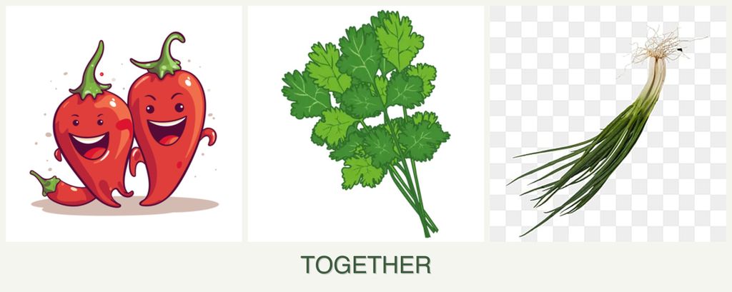 Can you plant peppers, cilantro and chives together?