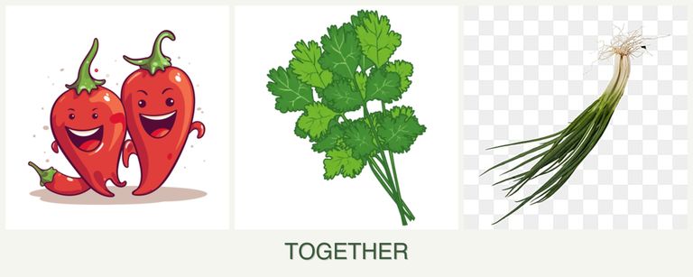 Can you plant peppers, cilantro and chives together?