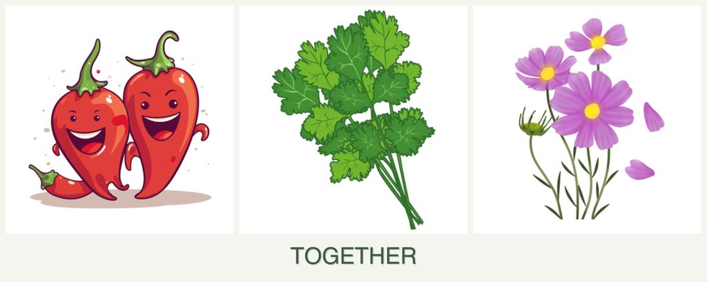 Can you plant peppers, cilantro and cosmos together?