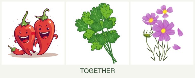 Can you plant peppers, cilantro and cosmos together?