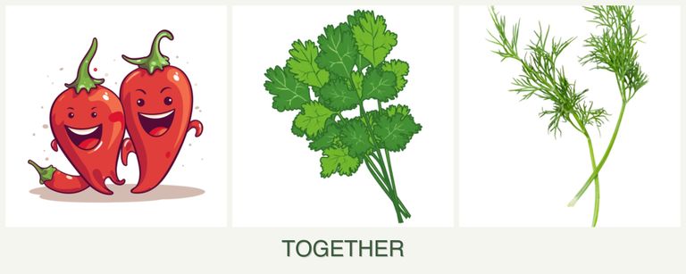 Can you plant peppers, cilantro and dill together?