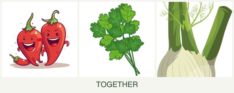 Can you plant peppers, cilantro and fennel together?