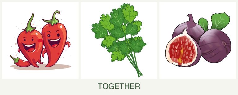 Can you plant peppers, cilantro and figs together?