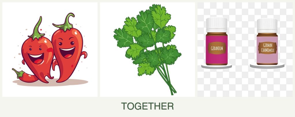 Can you plant peppers, cilantro and geraniums together?