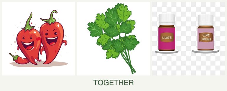 Can you plant peppers, cilantro and geraniums together?