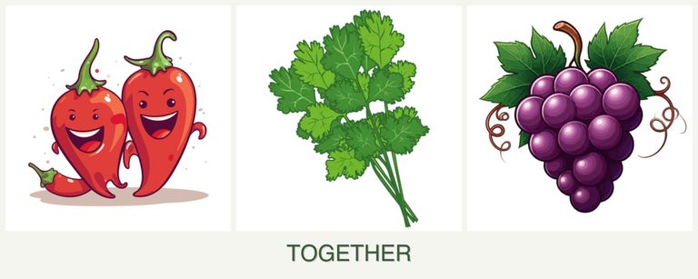 Can you plant peppers, cilantro and grapes together?