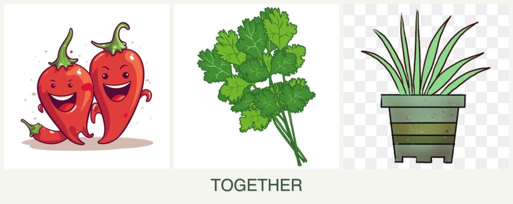 Can you plant peppers, cilantro and lemongrass together?