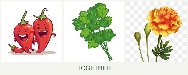 Can you plant peppers, cilantro and marigolds together?