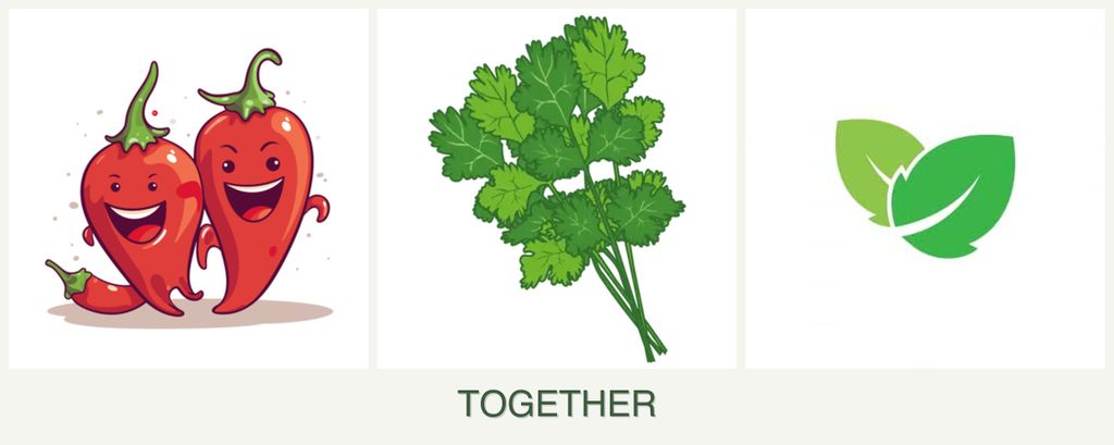Can you plant peppers, cilantro and mint together?