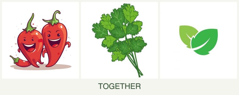 Can you plant peppers, cilantro and mint together?