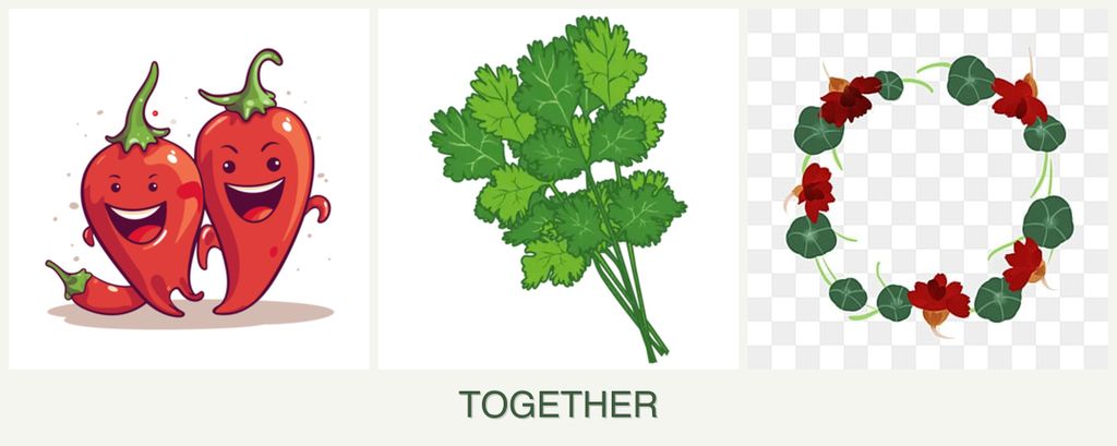 Can you plant peppers, cilantro and nasturtiums together?