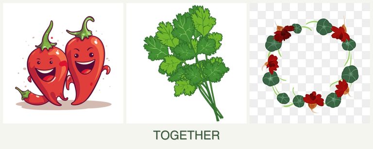 Can you plant peppers, cilantro and nasturtiums together?