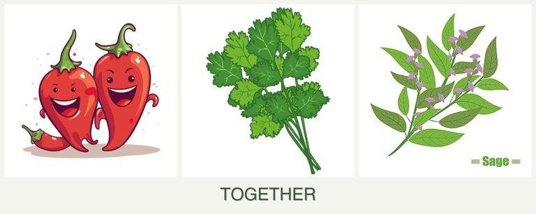 Can you plant peppers, cilantro and sage together?