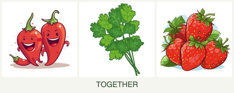 Can you plant peppers, cilantro and strawberries together?