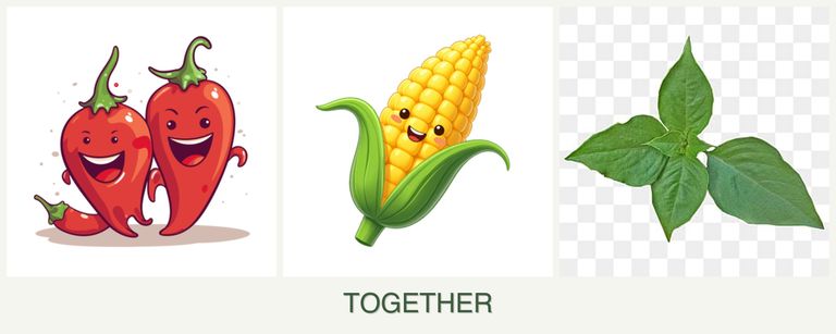Can you plant peppers, corn and basil together?