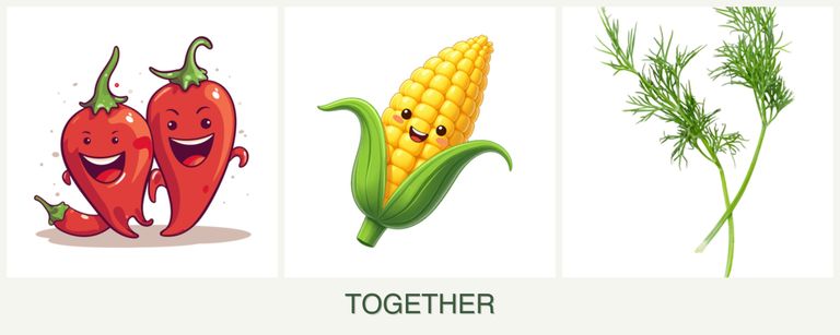 Can you plant peppers, corn and dill together?