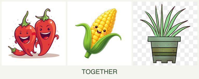 Can you plant peppers, corn and lemongrass together?