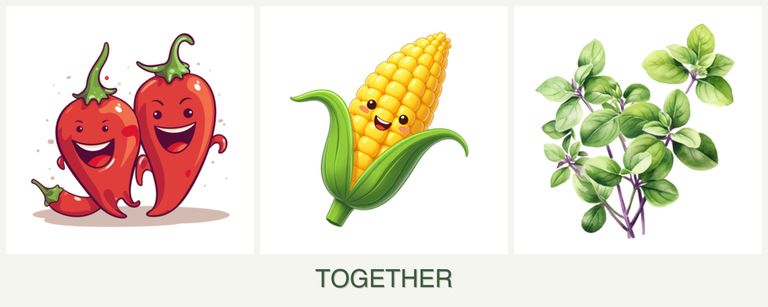 Can you plant peppers, corn and oregano together?