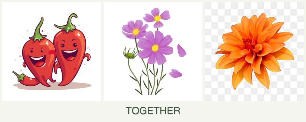 Can you plant peppers, cosmos and dahlias together?