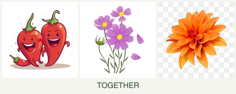 Can you plant peppers, cosmos and dahlias together?