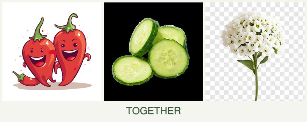 Can you plant peppers, cucumbers and alyssum together?