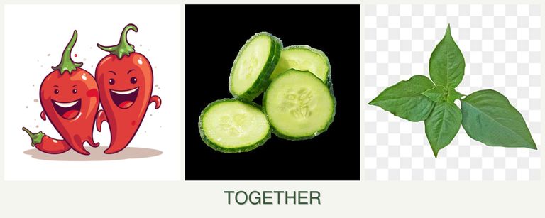 Can you plant peppers, cucumbers and basil together?