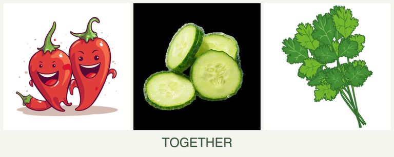 Can you plant peppers, cucumbers and cilantro together?