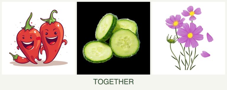 Can you plant peppers, cucumbers and cosmos together?
