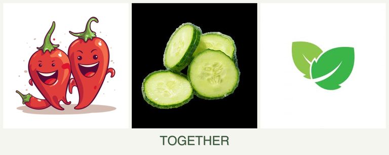 Can you plant peppers, cucumbers and mint together?