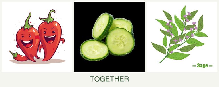 Can you plant peppers, cucumbers and sage together?