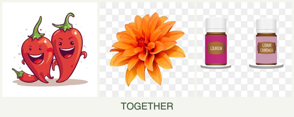 Can you plant peppers, dahlias and geraniums together?