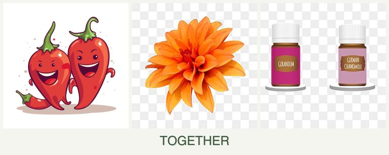 Can you plant peppers, dahlias and geraniums together?