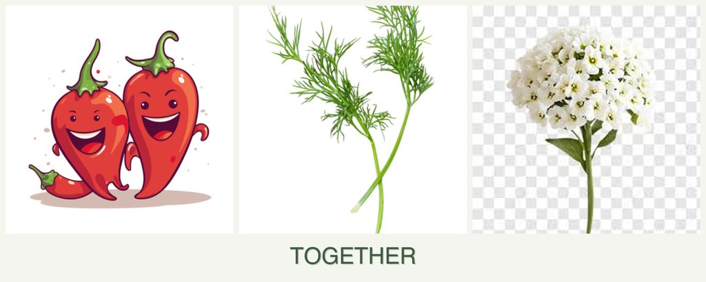 Can you plant peppers, dill and alyssum together?